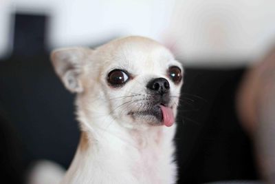 Close-up of dog sticking out tongue while looking away at home