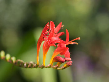 Close-up of red flower