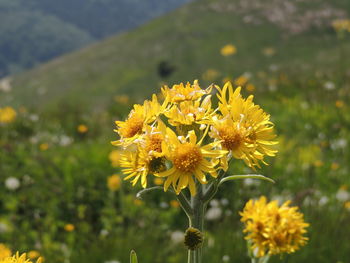 Close-up of yellow flowering plant