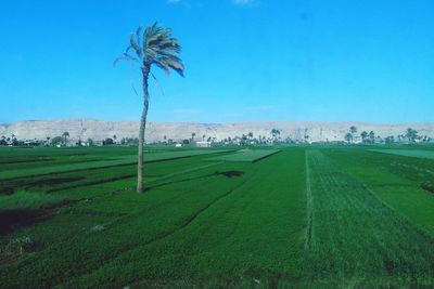 Scenic view of field against clear sky