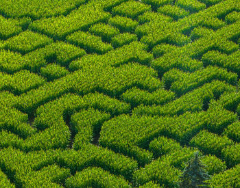 High angle view of maze in corn field. labyrinth, concept of getting lost.