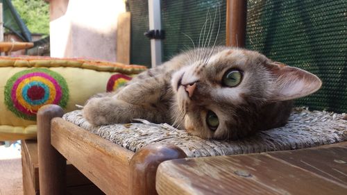 Close-up portrait of cat relaxing on wood