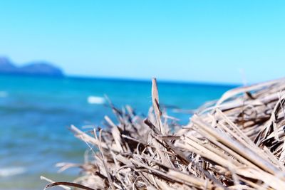 Close-up of driftwood on beach against clear sky