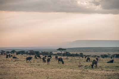 Flock of sheep grazing in field