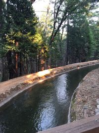 River flowing amidst trees in forest against sky
