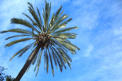 Low angle view of coconut palm tree against blue sky