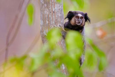 Close-up portrait of a monkey