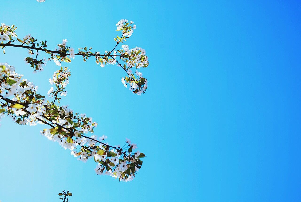 clear sky, blue, low angle view, copy space, tree, branch, growth, nature, beauty in nature, high section, flower, day, freshness, outdoors, tranquility, sunlight, no people, fragility, leaf, treetop