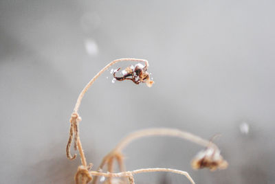 Close-up of insect on plant