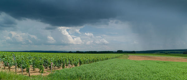 Scenic view of agricultural field against sky