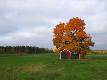 Tree on field against sky during autumn