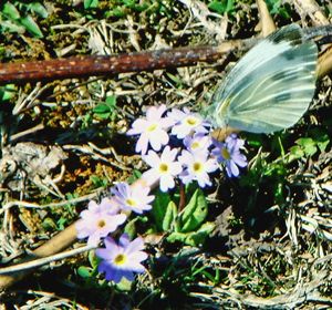 Close-up of white flowers blooming outdoors