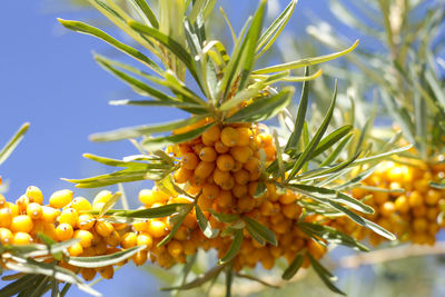 Low angle view of fruits growing on tree