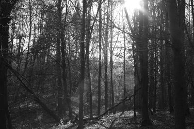 Trees in forest