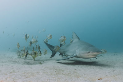 Shark and school of fish swimming in sea