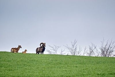 Horses in a field