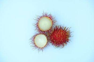 Close-up of orange fruit against white background
