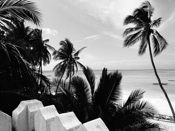 Palm trees on beach against sky