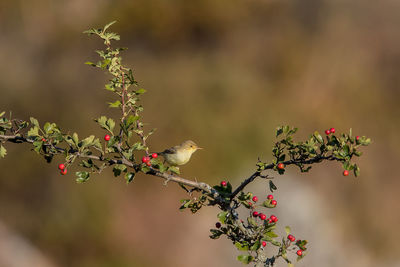 Close-up of red flowering plant