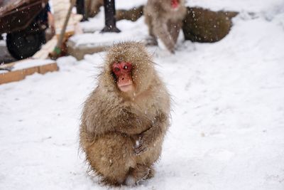 Monkey on snow covered field