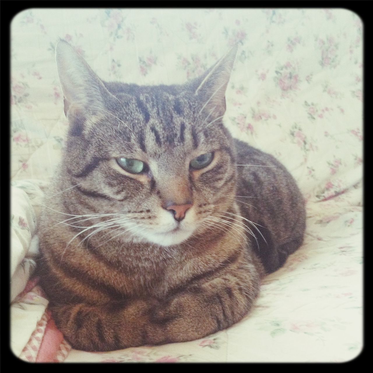 domestic cat, cat, pets, one animal, feline, animal themes, domestic animals, mammal, whisker, portrait, indoors, looking at camera, transfer print, relaxation, close-up, auto post production filter, animal head, lying down, alertness, resting