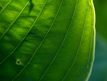 Hosta flower, ornamental plant for garden design. ribbed and glaucous giant leaves of hostas