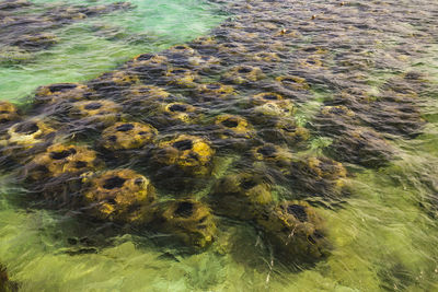 Yellow flowers in pond