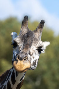 Giraffe head portrait in day against green blurry trees.