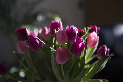 Close-up of pink tulips blooming outdoors