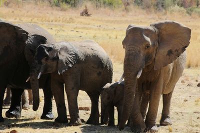 Elephant in a field