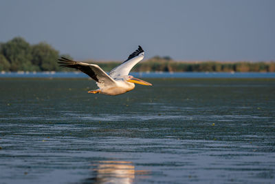 Seagull flying over a lake