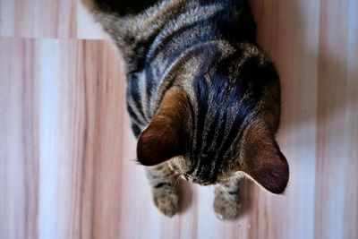 Close-up of a cat sleeping