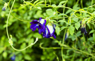 Close-up of purple flowering plant