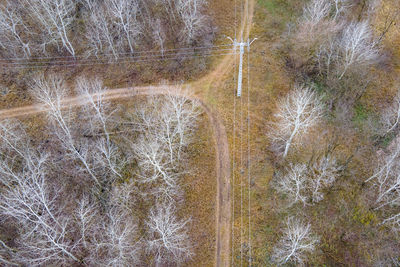 Aerial view of leafless trees