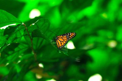 Close-up of insect on plant