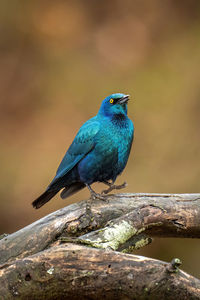 Close-up of bird perching on tree