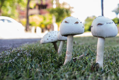 Close-up of mushroom growing on field