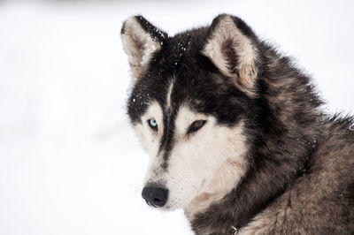 Close-up portrait of siberian husky standing on snow field