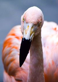 Close-up of flamingo