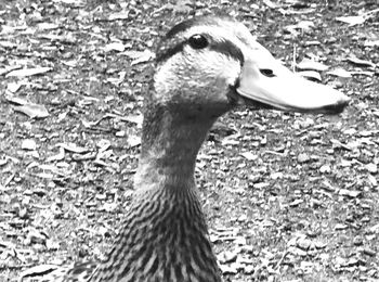 Close-up of swan