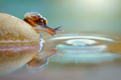 Close-up of crab in water