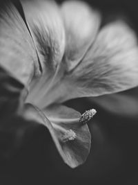 Close-up of flower