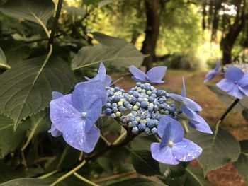 Close-up of purple hydrangea flowers