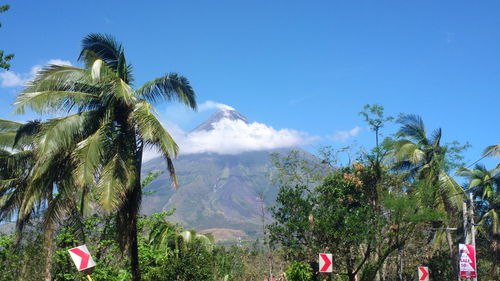 Panoramic view of palm trees against blue sky