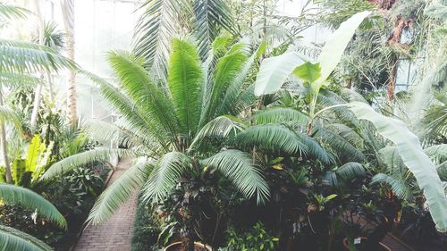 Palm trees against plants