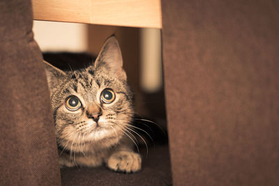 Close-up portrait of cat by window