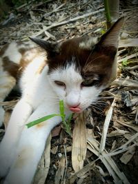 Close-up of cat