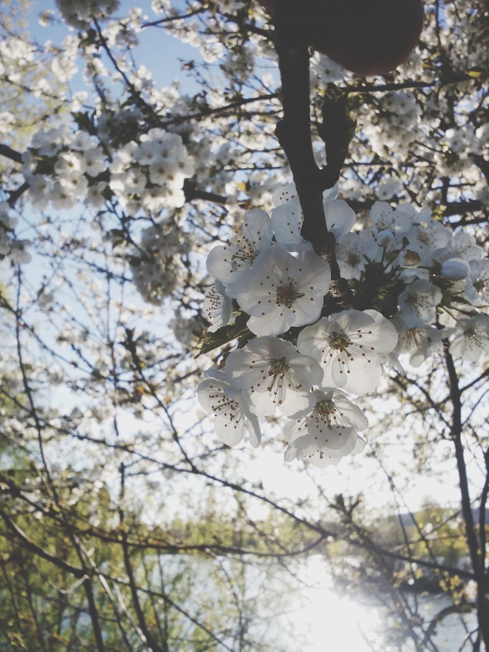 tree, branch, flower, low angle view, growth, freshness, beauty in nature, nature, blossom, cherry blossom, fragility, cherry tree, springtime, day, white color, outdoors, twig, tranquility, in bloom, no people