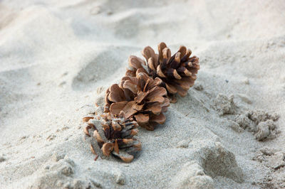 High angle view of dried plant on sand