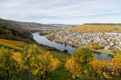 Scenic view at bernkastel-kues and the river moselle in autumn with multi colored leaves in vineyard